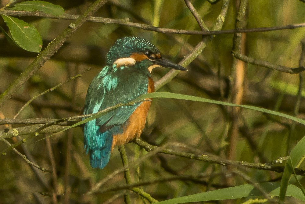 Digiscoping Nikon Swarovski – nikonlightbirding