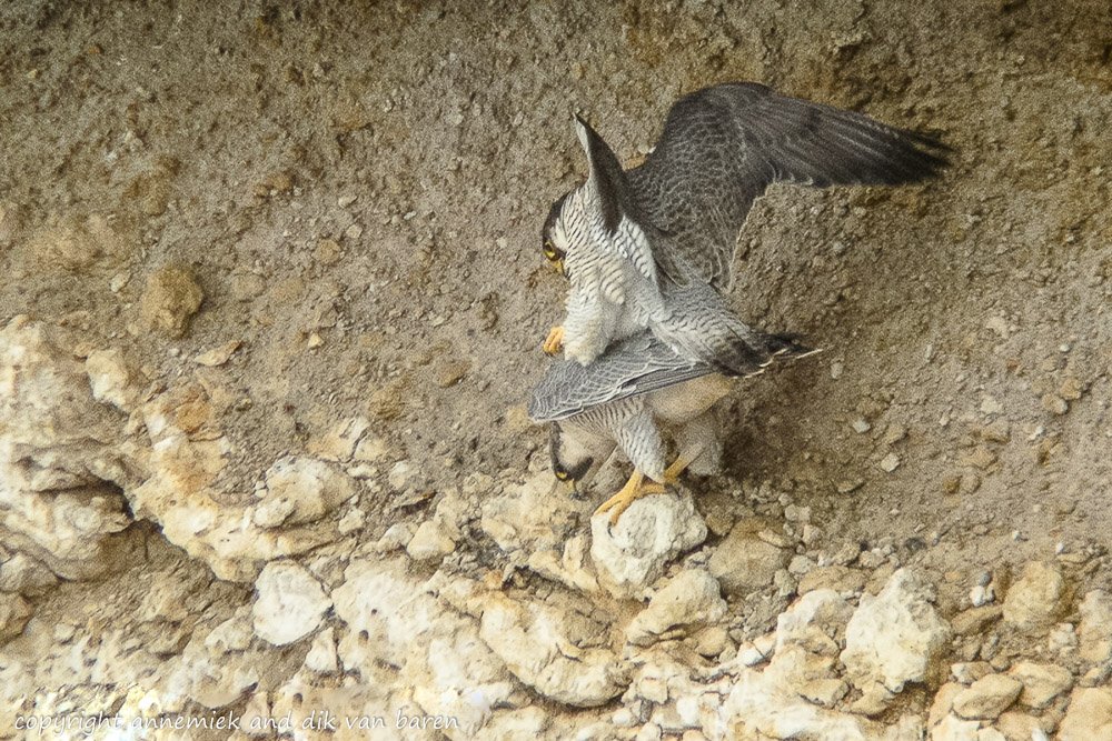 Digiscoping Nikon Swarovski – nikonlightbirding
