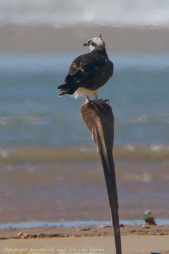 Digiscoping Nikon Swarovski – nikonlightbirding