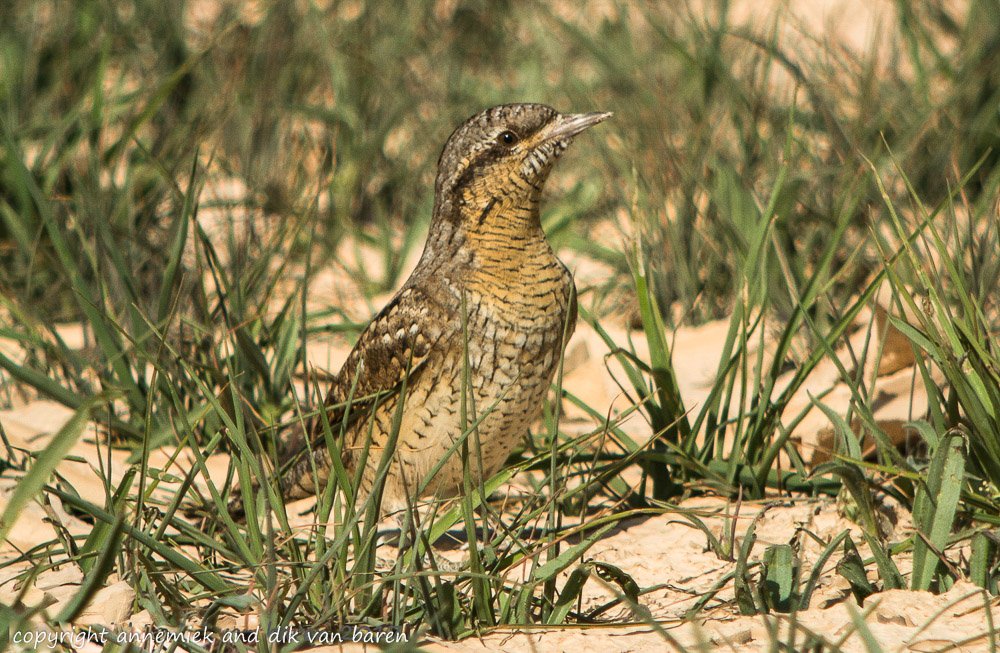 Digiscoping Nikon Swarovski – nikonlightbirding