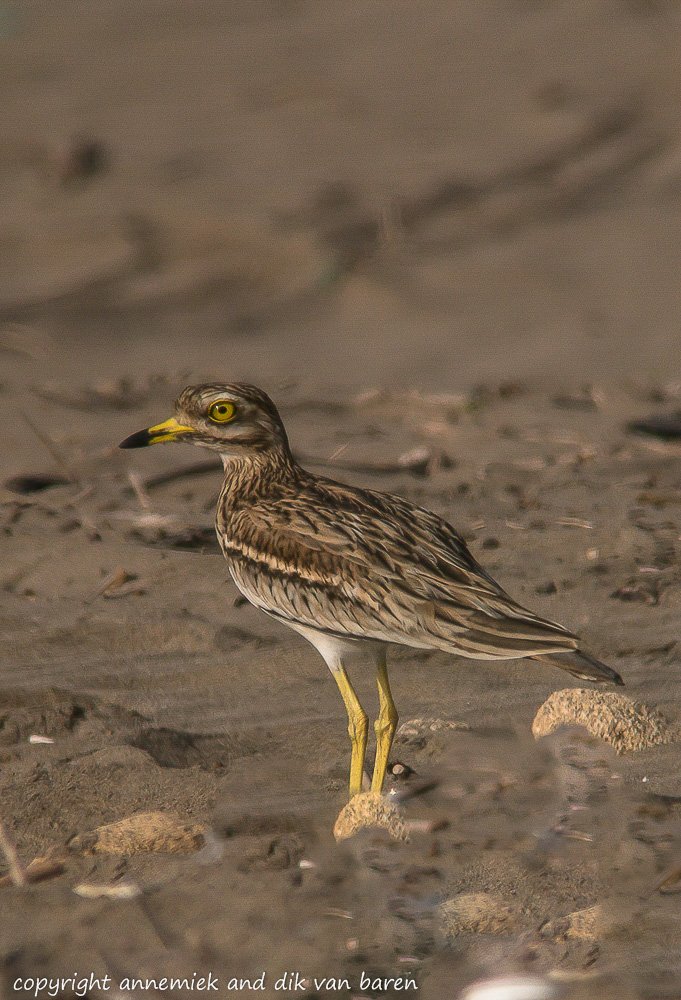 Digiscoping Nikon Swarovski – nikonlightbirding