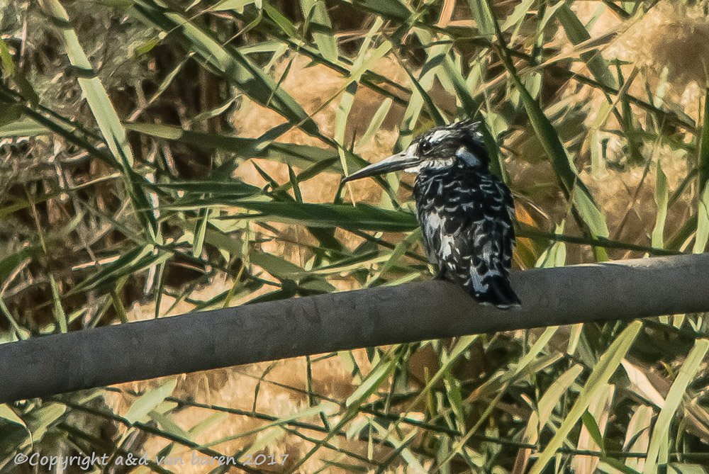 Digiscoping Nikon Swarovski – nikonlightbirding