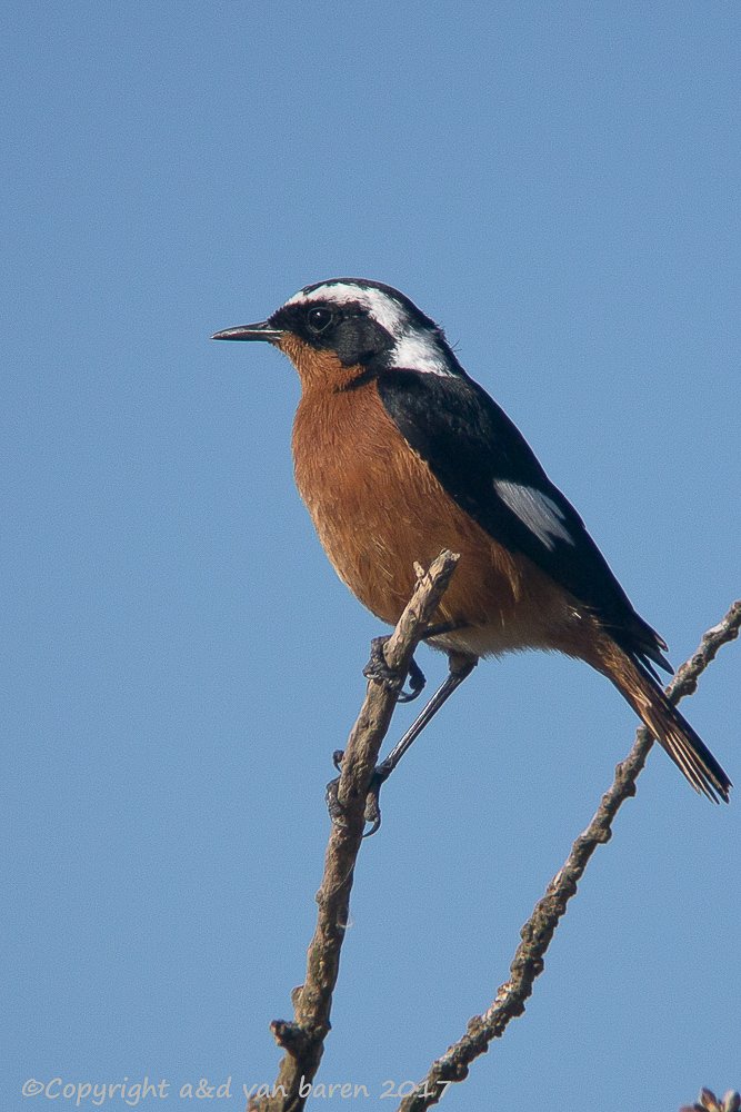 Digiscoping Nikon Swarovski – nikonlightbirding