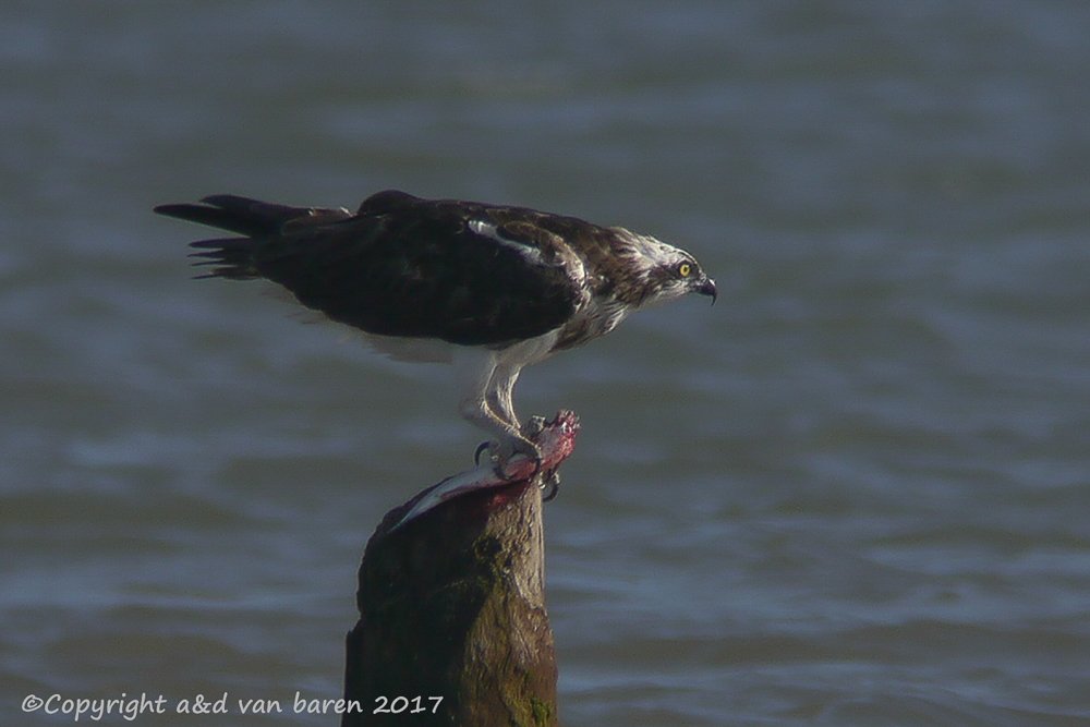 Digiscoping Nikon Swarovski – nikonlightbirding