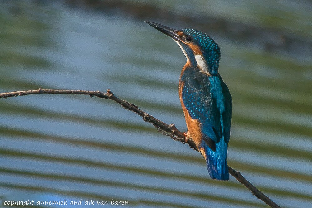 Digiscoping Nikon Swarovski – nikonlightbirding