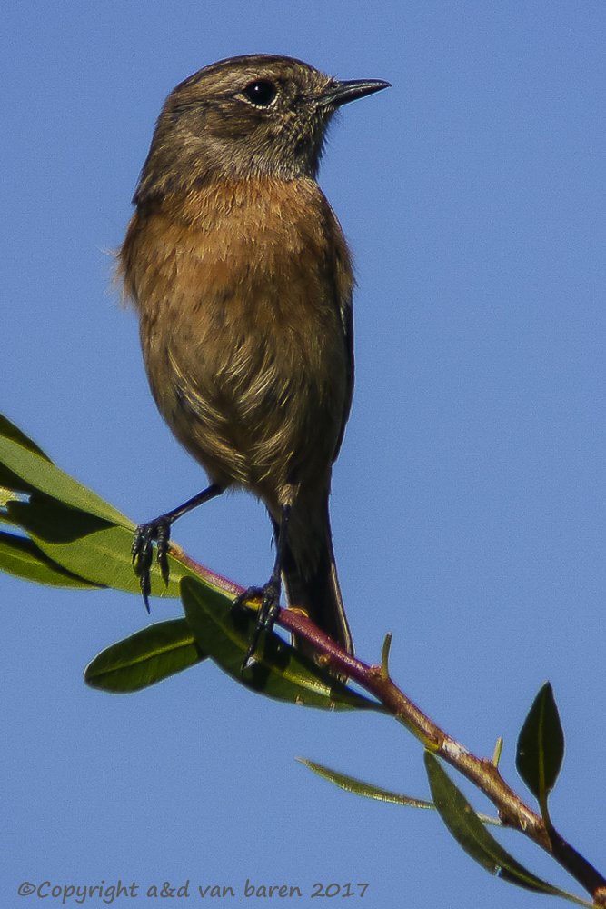 Digiscoping Nikon Swarovski – nikonlightbirding