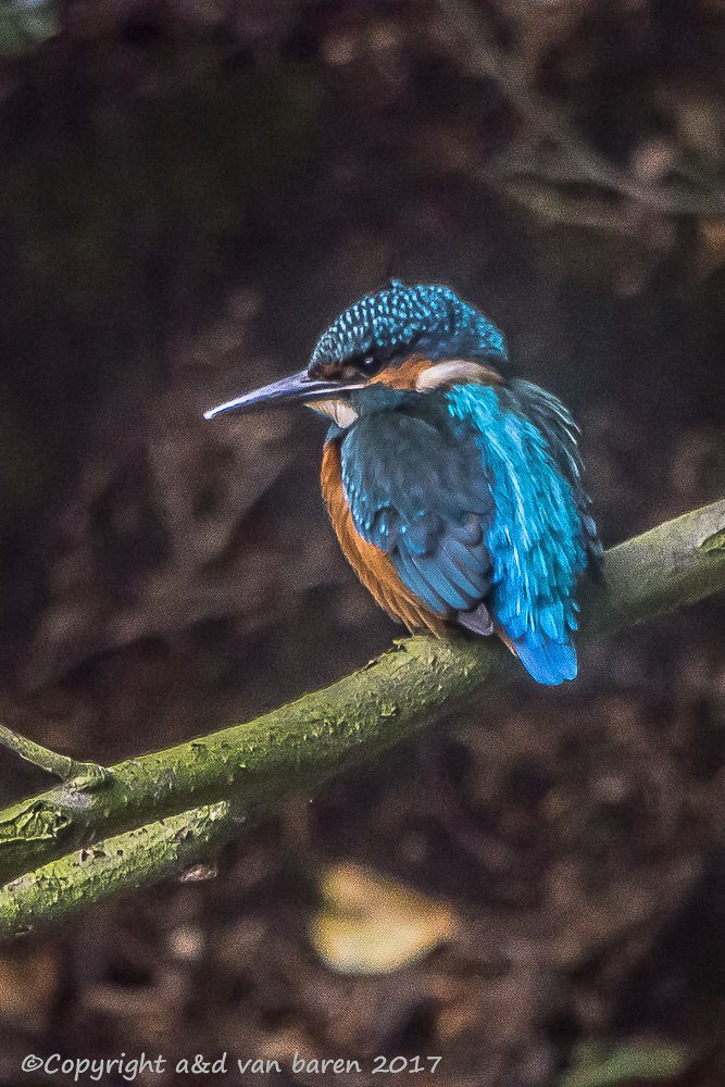 Digiscoping Nikon Swarovski – nikonlightbirding